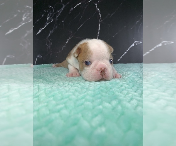 Medium Photo #66 Boston Terrier Puppy For Sale in TULARE, CA, USA