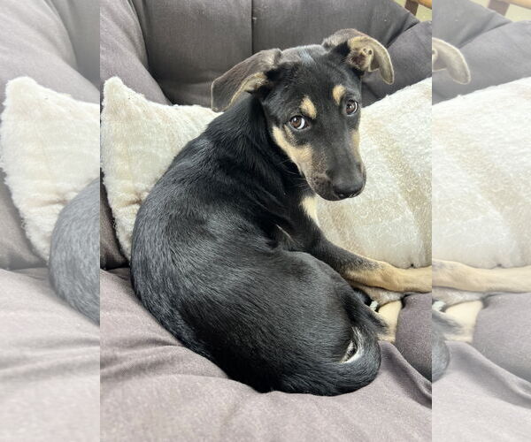 Medium Photo #7 German Shepherd Dog-Unknown Mix Puppy For Sale in Minneapolis, MN, USA