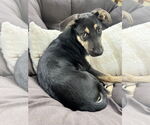 Small #6 German Shepherd Dog Mix