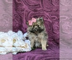 Small #1 Pomeranian