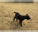Small #5 Cane Corso