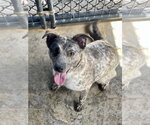 Small #8 Mutt