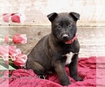Small #5 Belgian Malinois