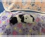 Small Photo #8 Cocker Spaniel Puppy For Sale in MARTIN, GA, USA