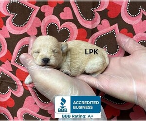 Schnoodle (Miniature) Puppy for sale in WINNSBORO, LA, USA
