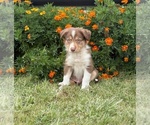 Small #7 Border Collie-Bordoodle Mix
