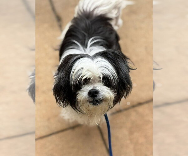 Medium Photo #9 Shih Tzu-Unknown Mix Puppy For Sale in New York, NY, USA