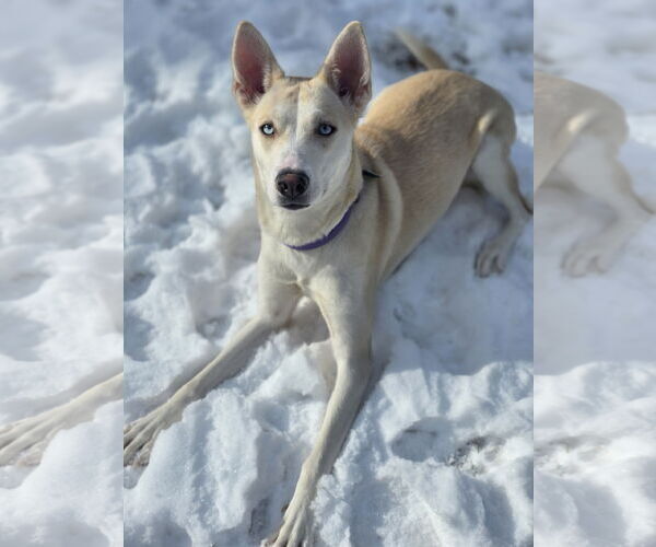 Medium Photo #3 Mutt Puppy For Sale in Clarkston, MI, USA