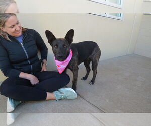 Mutt Dogs for adoption in McKinney, TX, USA