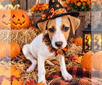 Anna ~ meet me! - Female Bogle Dog for Adoption - Small photo
