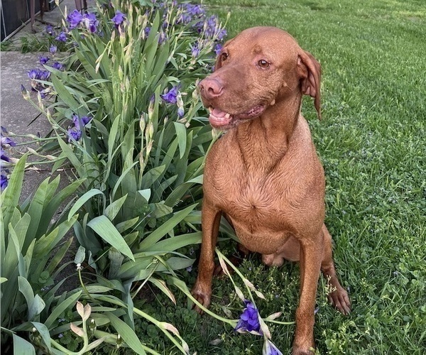 Medium Photo #1 Vizsla Puppy For Sale in OTTUMWA, IA, USA