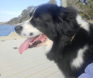 Mother of the Newfoundland puppies born on 07/03/2025