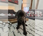 Puppy Buckeye Labrador Retriever