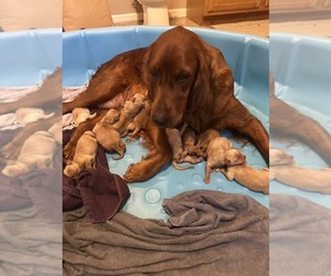 Mother of the Golden Irish-Golden Retriever Mix puppies born on 10/07/2025