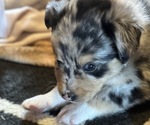 Small #1 Australian Shepherd-Miniature Australian Shepherd Mix
