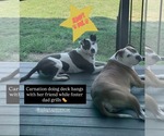 Small #35 American Pit Bull Terrier Mix