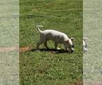 Small #4 Chihuahua Mix