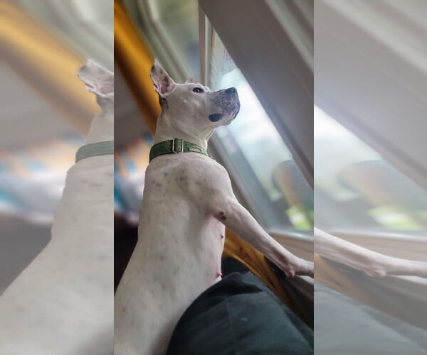 Medium Photo #13 American Pit Bull Terrier-Unknown Mix Puppy For Sale in Germantown, OH, USA