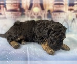 Small Photo #37 Aussiedoodle Miniature  Puppy For Sale in COMMERCE, MI, USA