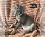 Small #5 Doberman Pinscher