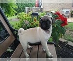 Small Photo #4 Pug Puppy For Sale in LEBANON, PA, USA