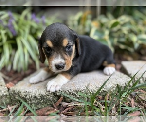 Beagle Puppy for sale in FORDLAND, MO, USA