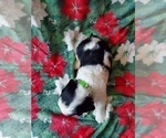 Small Photo #3 English Springer Spaniel Puppy For Sale in ASHEVILLE, NC, USA