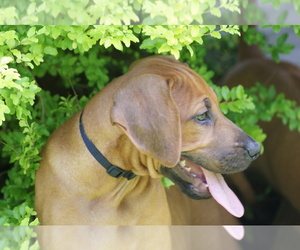 Rhodesian Ridgeback Puppy for sale in CHOUDRANT, LA, USA