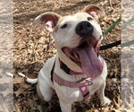 Small #3 American Pit Bull Terrier Mix