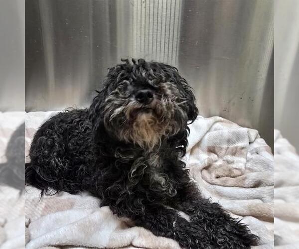 Medium Photo #1 Poodle (Miniature) Puppy For Sale in Denver, CO, USA