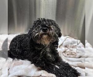 Poodle (Miniature) Dogs for adoption in Denver, CO, USA