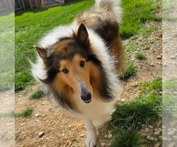 Medium Photo #2 Collie Puppy For Sale in Dublin, OH, USA