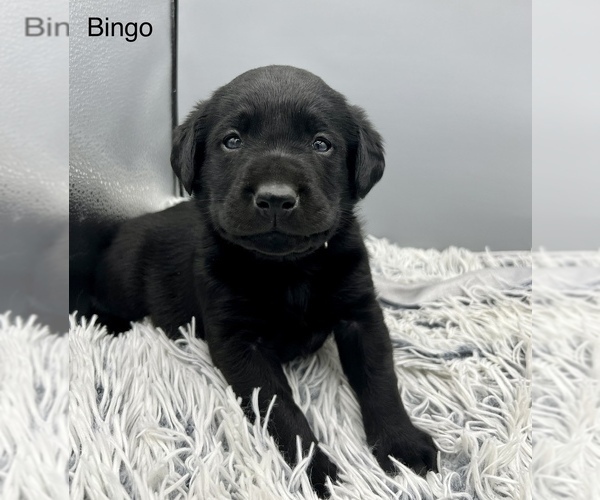 Medium Photo #3 Labrador Retriever Puppy For Sale in FREDERICKSBG, OH, USA