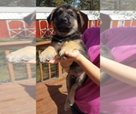 Small Photo #11 German Shepherd Dog Puppy For Sale in LAWRENCEBURG, TN, USA