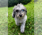Small #9 Cavapoo (Miniature)