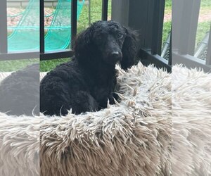 Kodak - Male Poodle (Miniature) Dog for Adoption - Photo #3