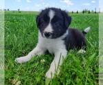 Puppy Finnley Border Collie