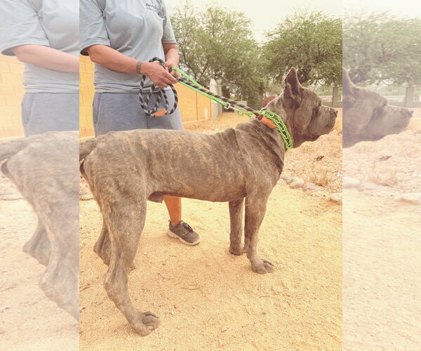 Medium Photo #2 Mutt Puppy For Sale in Goodyear, AZ, USA