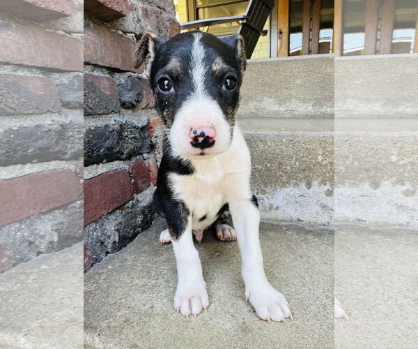 Medium Photo #4 Mutt Puppy For Sale in Marina Del Rey, CA, USA