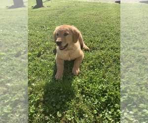 Golden Retriever Puppy for sale in GRAHAM, NC, USA