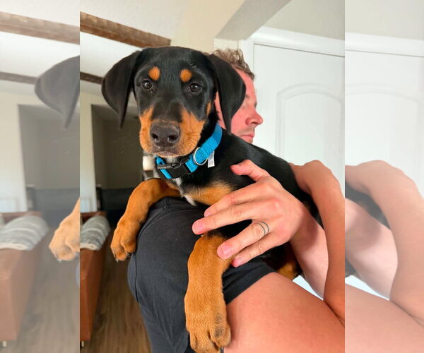 Medium Photo #2 Doberman Pinscher Puppy For Sale in Buffalo, MN, USA