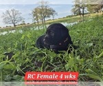 Small #8 Labrador Retriever