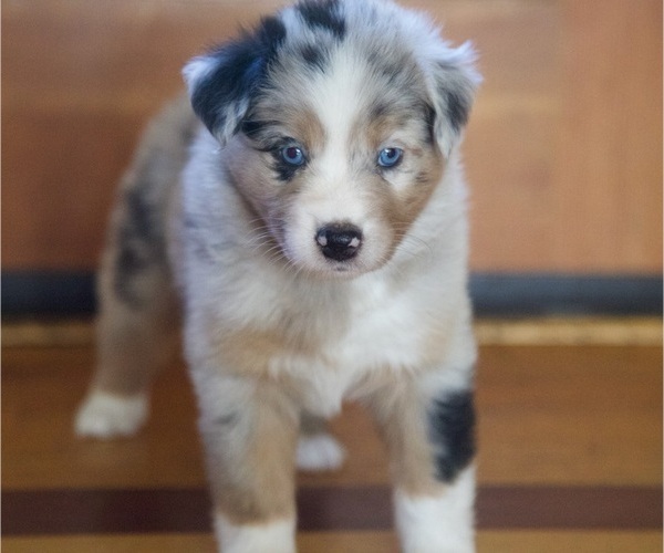 Medium Photo #60 Australian Shepherd Puppy For Sale in GREER, SC, USA