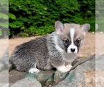 Puppy Sunny Pembroke Welsh Corgi