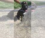 Small American Staffordshire Terrier Mix
