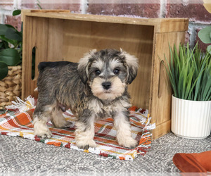 Schnauzer (Miniature) Puppy for sale in SYRACUSE, IN, USA