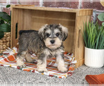 Small Schnauzer (Miniature)