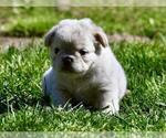 Small #13 French Bulldog