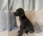 Small Photo #14 Great Dane Puppy For Sale in CLOVER, SC, USA