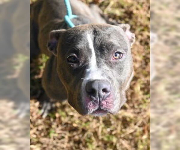 Medium Photo #10 Mutt Puppy For Sale in Glen Allen, VA, USA